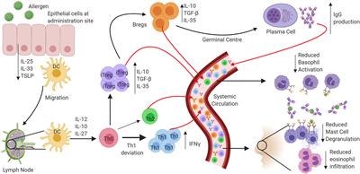 Toll-Like Receptor Agonists as Adjuvants for Allergen Immunotherapy